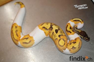 1.0 Enchi GeneX Fire Pied Breeder 900g