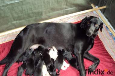 10 Reinrassige Labrador Retriever Welpen