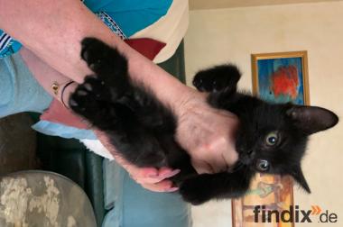 12 Wochen alte Kitten in liebevolle Hände abzugeben