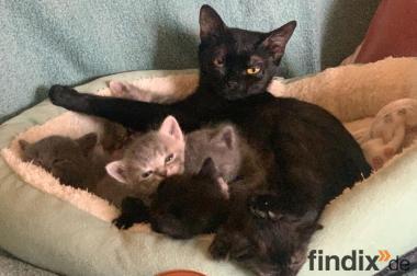 14 Wochen alte Kitten in liebevolle Hände abzugeben