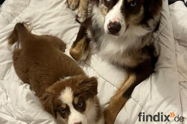 2 Australian Sheperd Brüder auf gepackten Koffern