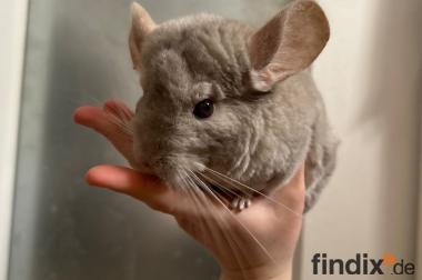 2 Chinchillas + Käfig