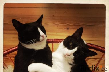 2 Katerbrüder abzugeben