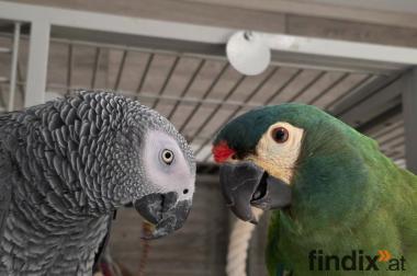 2 Papageien zu vergeben