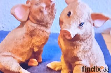 2 Süße Schweine für die Vitrine oder Verkaufstheke