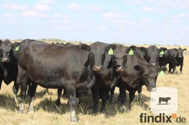 20 Angus-Färsen