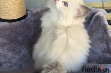 3 wunderschöne reinrassige Ragdoll-Kitten mit 