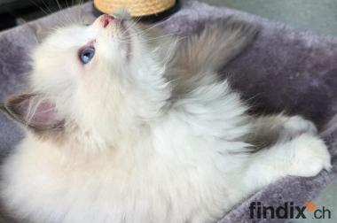 Ragdoll-Dame Darling sucht ihr liebevolles Zuhause