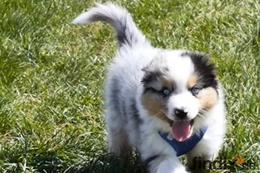 4 Australian Sheperd Welpen suchen ihr 5 Sterne 