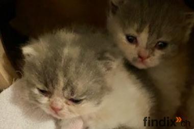 4 BKH Kitten mit Stammbaum zu verkaufen