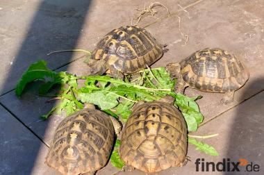 4 Griechische Landschildkröten (Testudo 