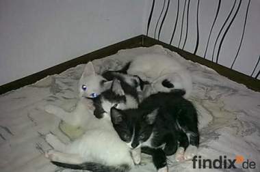 4 Wunder schöne Baby katzen