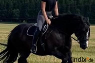 9-jährige Welsh-Tinker Stute, von sicherem Reiter  