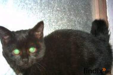 Adopta a Ayin