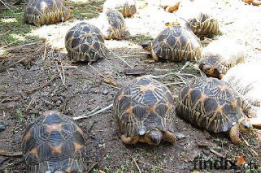 aldabra, sulcata, strahlte und andere Schildkröte 