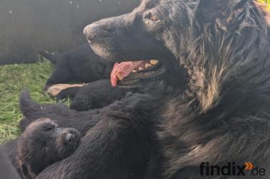 Altdeutsche Schäferhunde Welpen