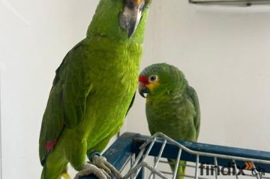 Amazonen Pärchen sucht neues Zuhause