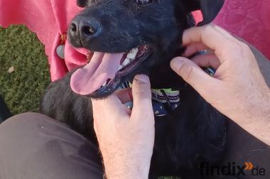 Amber, a.d.Tierschutz, sucht liebes Zuhause