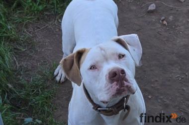 American Bulldog x old english bulldog