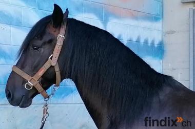 Andalusier PRE Wallach 6 jährig