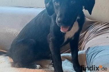 Antonella, a.d.Tierschutz, sucht Happy-Home