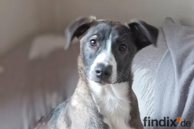 Ariel, a.d.Tierschutz, schüchtern, sucht Happy-Home