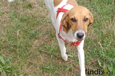 Ariel, a.d.Tierschutz, sucht Happy-Home