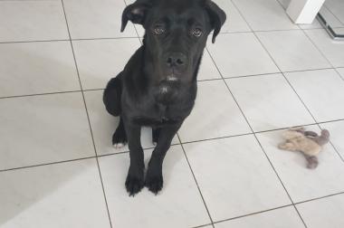 Dogge Und Doggenwelpen Abzugeben Findix Ch