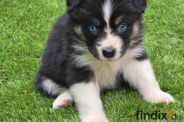 Australian Sheperd Welpen