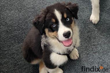 Australian Sheperd Welpen