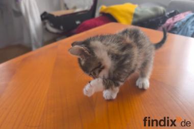 Baby weiblich Katze 2 Monate alt zum Verschenken