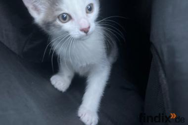 Babykatze