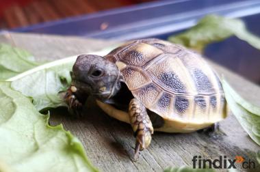 Babyschildkröte Griechische Landschildkröte