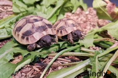 Babyschildkröte Griechische Landschildkröten