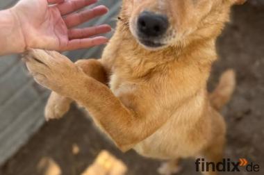 Balu, a.d.Tierschutz, sucht liebes Zuhause