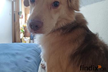 Balu sucht Happy-Home