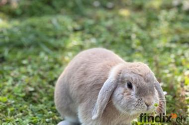 Balu sucht ein neues Zuhause