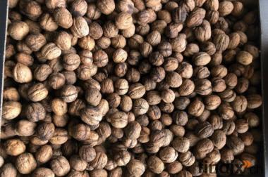 Baumnüsse ungespritzt