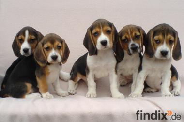 Beagle Welpen suchen ein liebevolles Zuhause