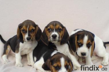Beagle Welpen tricolor