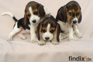 Beagle Welpen tricolor