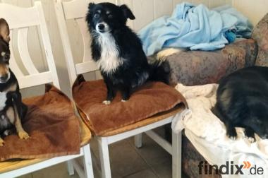 Bella, Seniorin sucht Happy-Home