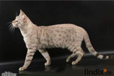 Bengal-Deckkater, Farbe Silversnow