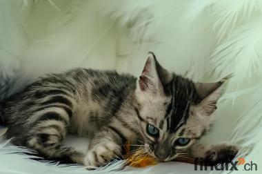 Bengal Katzen Silver