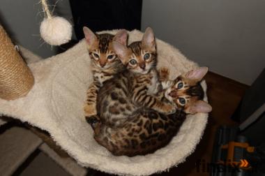 Bengal Kitten