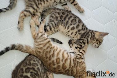 Bengal-Kitten =Katzenbabys