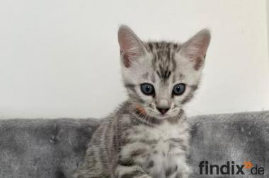 Bengal Kitten reinrassig, männlich in Silber Silver 
