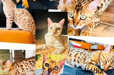 Bengal kitten zwei Weibchen brown und snow mink