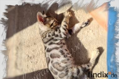 Bengalen / Bengal Katze & Kater brown rosetted