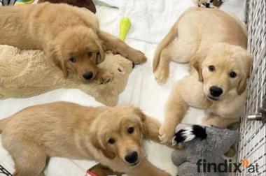 Bezaubernde Golden Retriever Welpen mit Ahnentafel